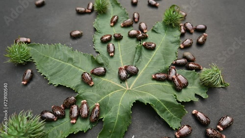 Castor seeds slow motion video. Ricinus communis, the castor bean or palma christi is a species of perennial flowering plant in the spurge family. Many Ayurvedic medicines are made from its oil. photo