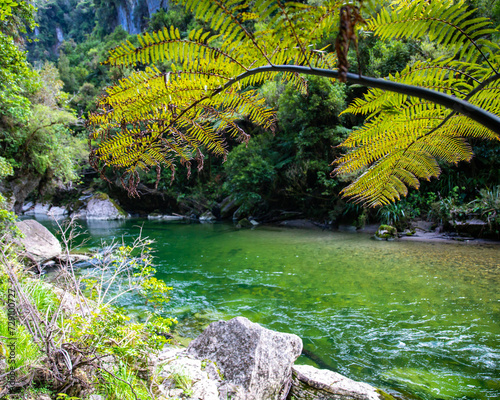 panorama of paparoa national park on west coast of new zealand south island; beautiful canyon with unique, dense vegetation; rainforest with huge tree ferns and palms photo
