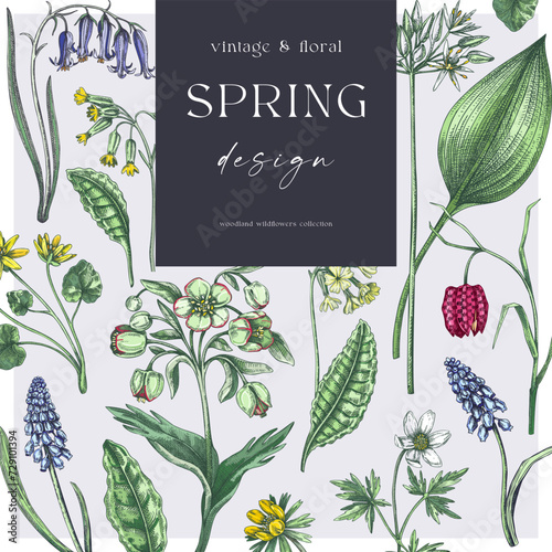 Elegant spring poster design. Wildflowers print in color. Woodland wild flower sketches. Floral background. Botanical card, invitation template . Hand drawn vector illustration, NOT AI