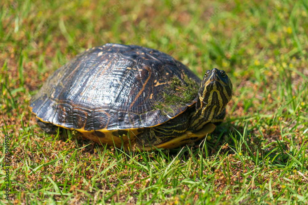 Fototapeta premium Cute Turtle in the Grass at Atalaya Castle