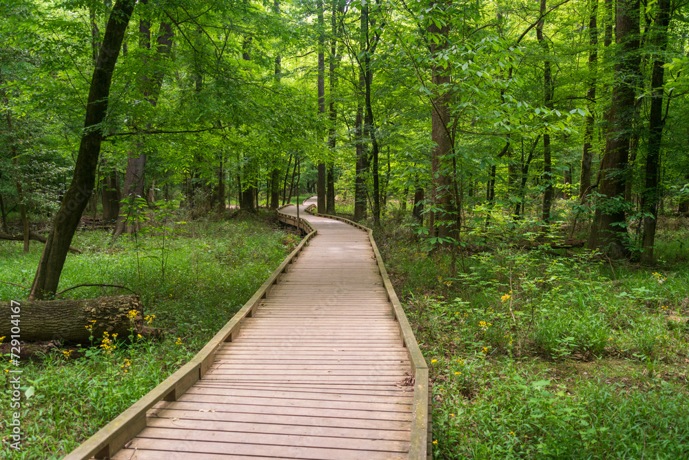 Obraz premium Boardwalk Trail at Congaree National Park in central South Carolina