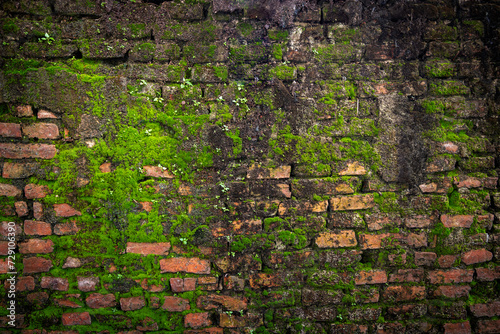 Rained on Red Bricks wall covered by green moss lichen and small plants