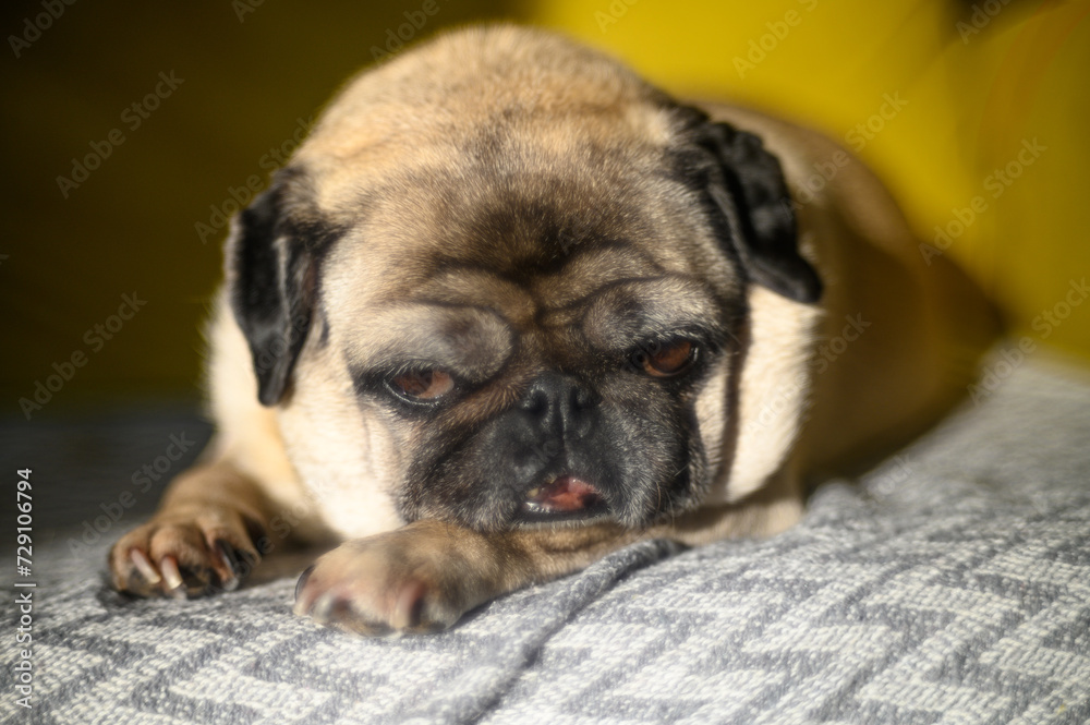 pug sleeps on the sofa in the sun 1 pug sleeps on the sofa in the sun 1