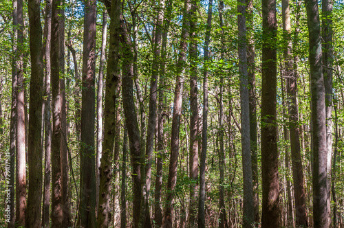 The Forest Floor at Congaree National Park in central South Carolina © Zack Frank
