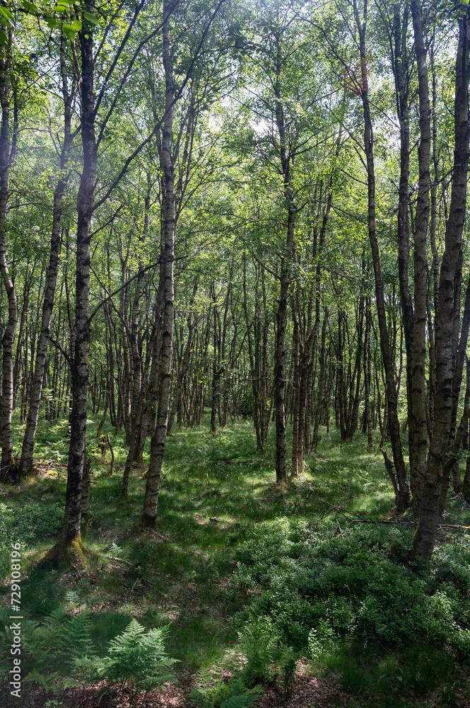 Fototapeta premium Birch forest