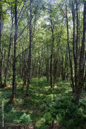 Birch forest © Claudia Evans 