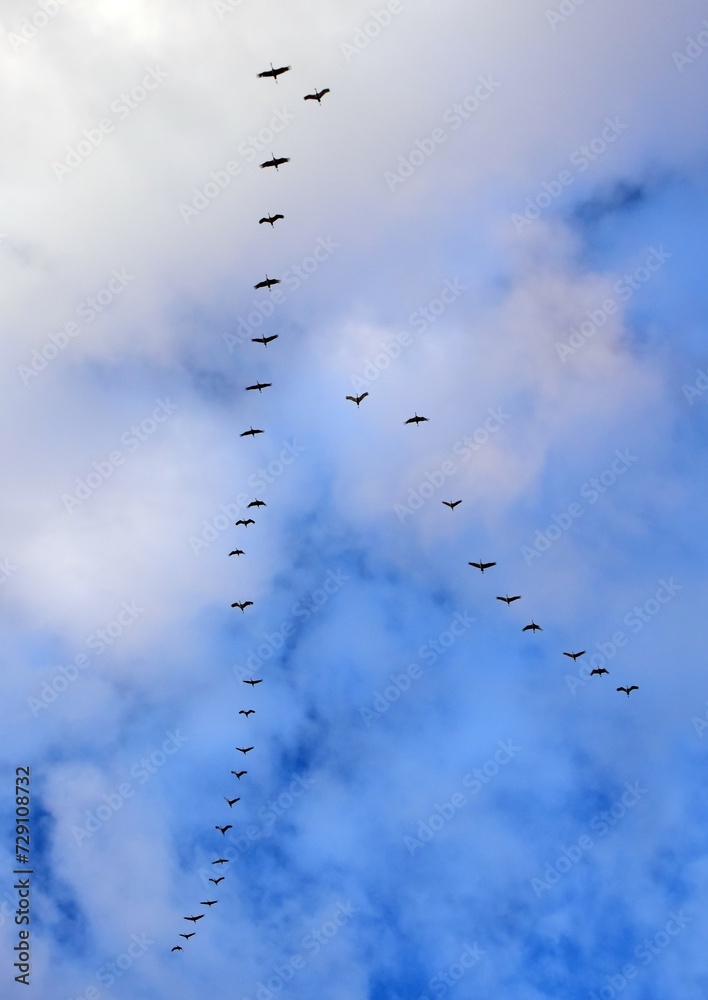 Obraz premium flock of sandhill cranes in flight overhead at their winter habitat of bernardo state wildlife refuge, near socorro, new mexico