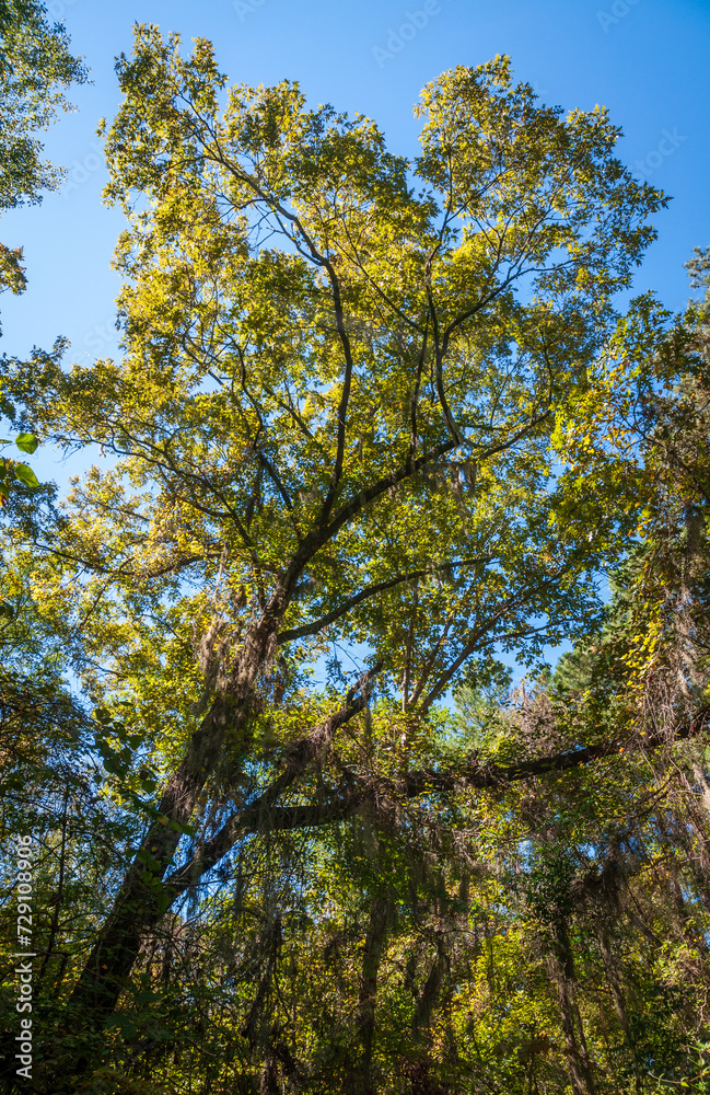 Congaree National Park in central South Carolina Congaree National Park in central South Carolina