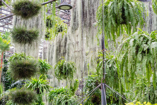 Fototapeta decorative air purifying fern garden