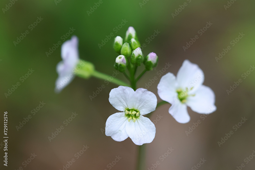 Cuckoo Flower, Cardamine pratensis, also known as Ladies smock, wild flowering plant from Finland Cuckoo Flower, Cardamine pratensis, also known as Ladies smock, wild flowering plant from Finland