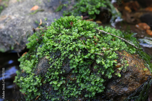 Water Earwort, Scapania undulata, a liverwort growing on forest streams in Finland