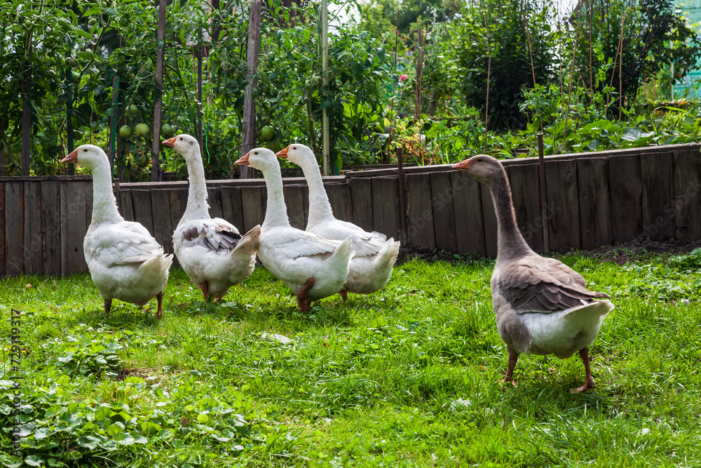 Fototapeta premium Group of geese and ducks quacking in the small pond on summer sunny day. Hunting and farming birds.