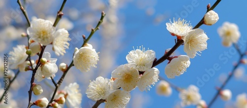 In March  a blue sky serves as the backdrop for many white flowers on a plum tree.