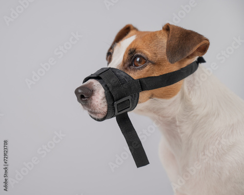 Jack Russell Terrier dog in a rag muzzle on a white background.  © Михаил Решетников