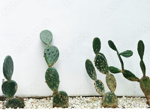 Cactus in the garden and on the wall.