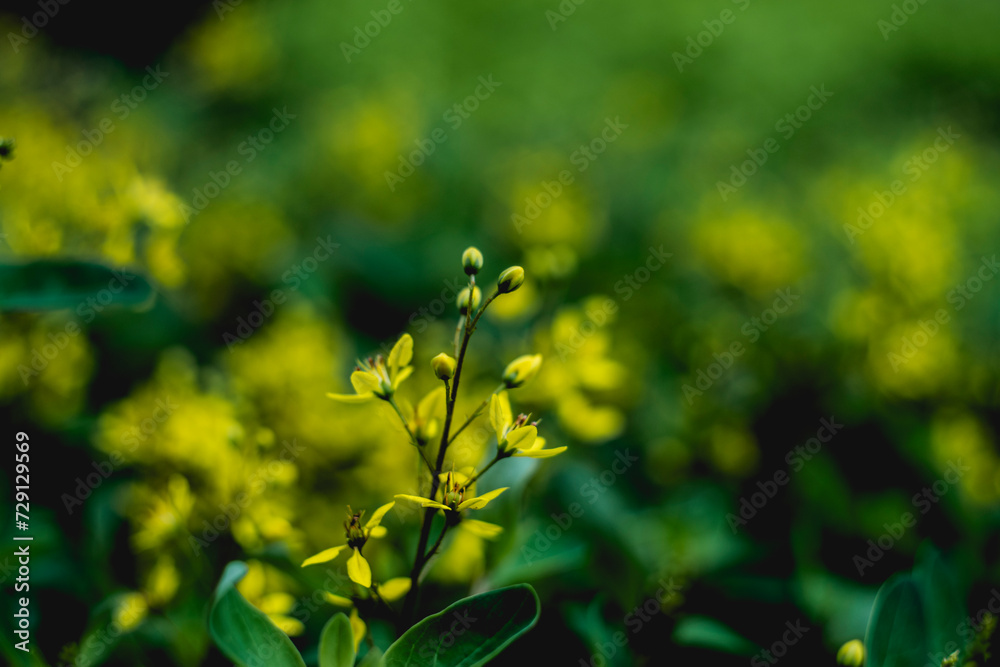 Brassica napus is a flowering plant in the Brassica family. Brassica napus is grown mainly to collect seeds. Brassica napus is the third largest source of vegetable oil in the world Brassica napus is a flowering plant in the Brassica family. Brassica napus is grown mainly to collect seeds. Brassica napus is the third largest source of vegetable oil in the world