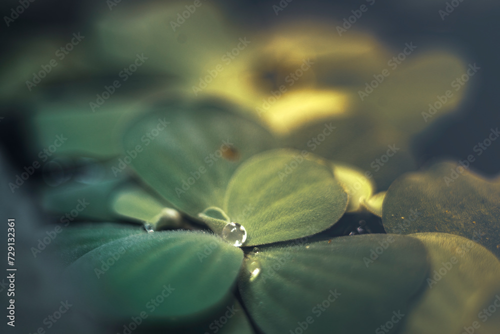 Controlling and raising water hyacinth well can help farmers raise ...