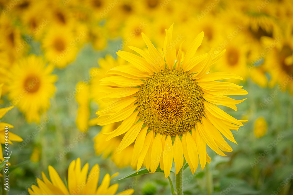 field of sunflowers, Helianthus annuus, Santa María de Huerta, Soria, autonomous community of Castilla y León, Spain, Europe field of sunflowers, Helianthus annuus, Santa María de Huerta, Soria, autonomous community of Castilla y León, Spain, Europe