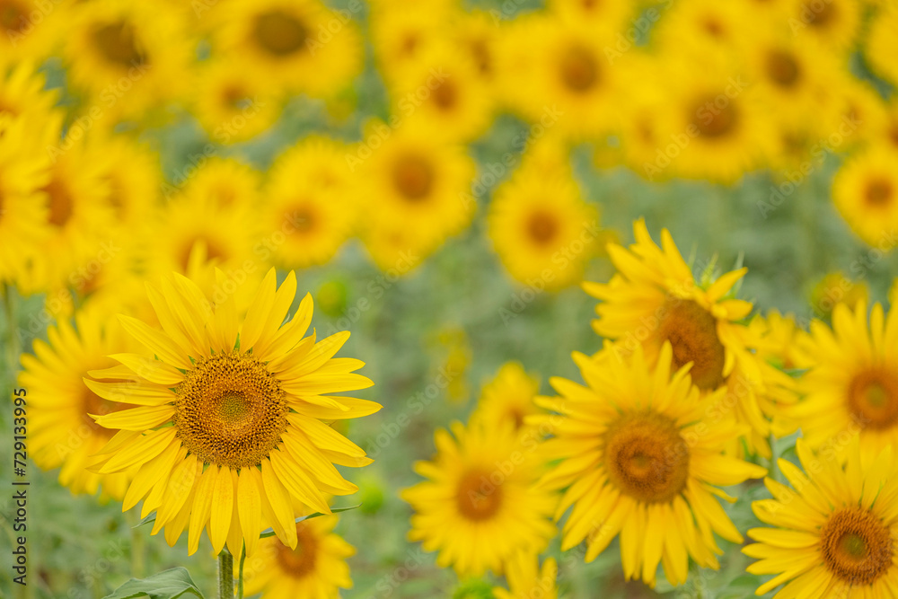 field of sunflowers, Helianthus annuus, Santa María de Huerta, Soria, autonomous community of Castilla y León, Spain, Europe