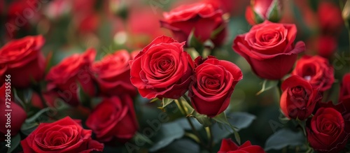 Red roses symbolize eternal love, passion, true love, courage, respect, and congratulations.