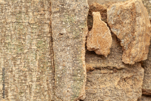 Close-up of Dry Organic Vauna Barks (Crataeva nurvala), Full-Frame wallpaper. Top View photo