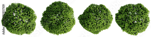 Top view tree,Berberis thunbergii kobold isolate transparent background.3d rendering PNG photo