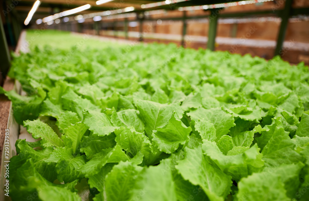 Fresh leafy greens lettuce salad on shelf in garden center. Green leafy plant growing in agricultural hydroponic greenhouse. Fresh leafy greens lettuce salad on shelf in garden center. Green leafy plant growing in agricultural hydroponic greenhouse.