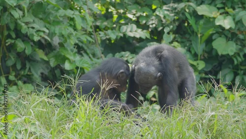 A group of bonobos eating fruit in a dense savannah forest drc congo. photo