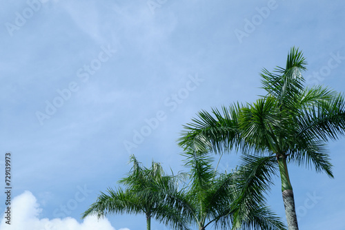 tall palm tree trunks against a bright blue sky background