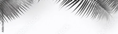 Light gray coconut leaves and palm leaves on a white background.