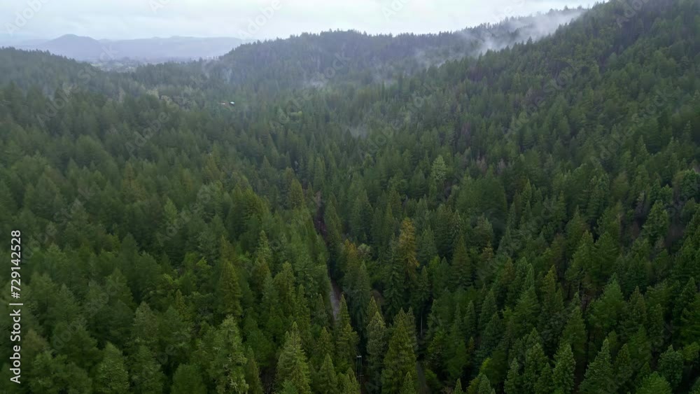Aerial shot of a thick pine forest and nature with low clouds and hills in the landscape. Aerial shot of a thick pine forest and nature with low clouds and hills in the landscape.