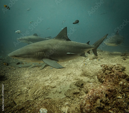 Bulls sharks   Yasawa Islands  Fiji