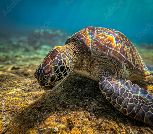 Sea turtle @ Apo Island, The Philippines