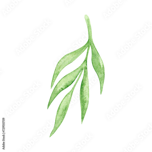 Fototapeta Naklejka Na Ścianę i Meble -  Green watercolor willow branch with leaves on a white background.