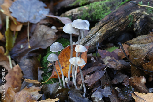 Mycena polygramma, commonly known as the grooved bonnet, wild mushroom from Finland photo
