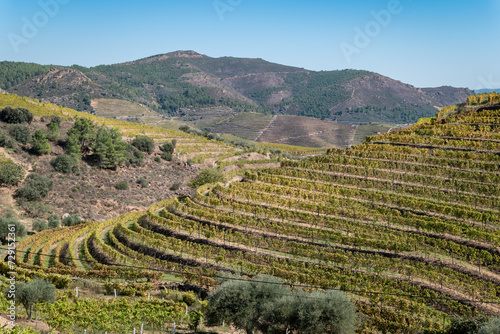 Entre montanhas e alguma floresta uma zona rural com vinhas sobre as encostas
