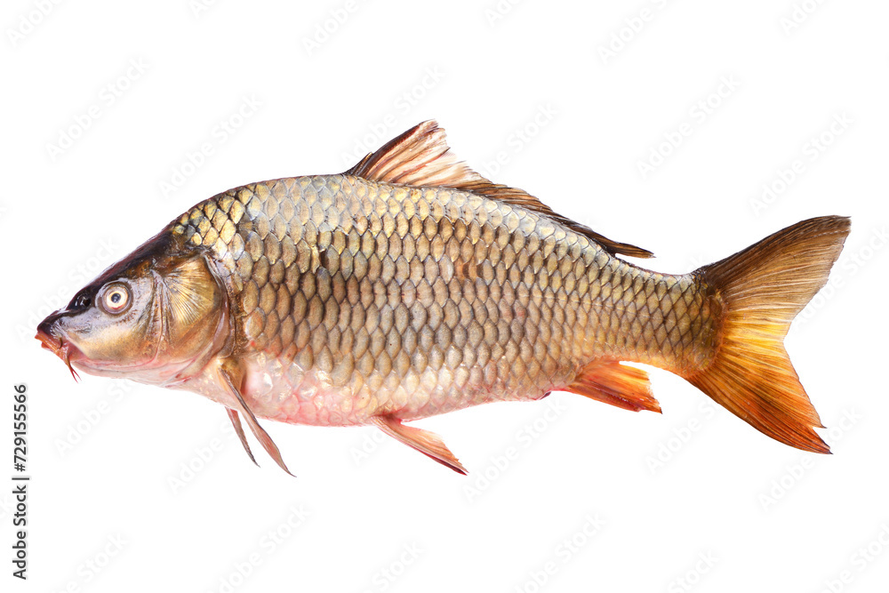 Fish carp isolated on white