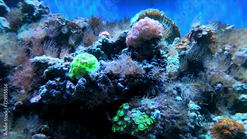 Marine flora in the aquarium. Observing the life of marine inhabitants. photo