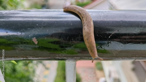 A macro view of the lazy slug crawling on the home balcony grill during a winter morning photo