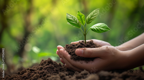pair of hands cradling a small, young plant with green leaves, in a clump of dark soil