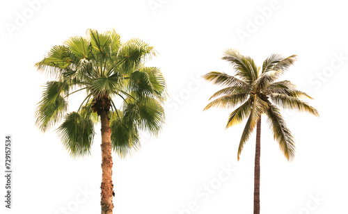 Coconut trees on a white background