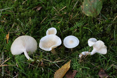 White fragrant funnel, Clitocybe albofragrans,  wild mushroom from Finland photo