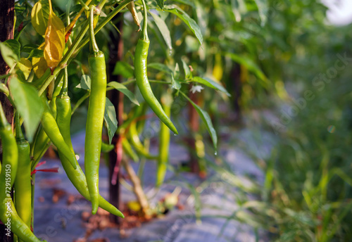 Green chilli in the garden, organic green chilli growing on chilli tree photo