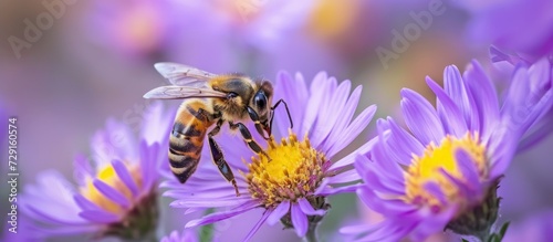 Apis mellifera, commonly known as the bee, pollinates the New York aster blossom, Symphyotrichum novi belgii.