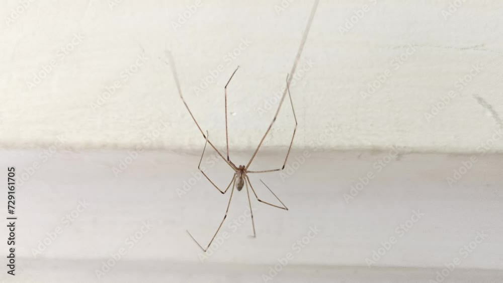 A macro view of a long-legged spider perched in the corner of the ceiling and moving gracefully A macro view of a long-legged spider perched in the corner of the ceiling and moving gracefully