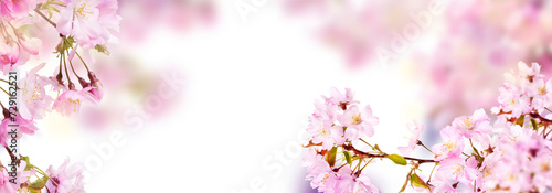 Fresh bright pink cherry blossom flowers on a tree branch in spring, sakura springtime season, isolated against a transparent background. photo