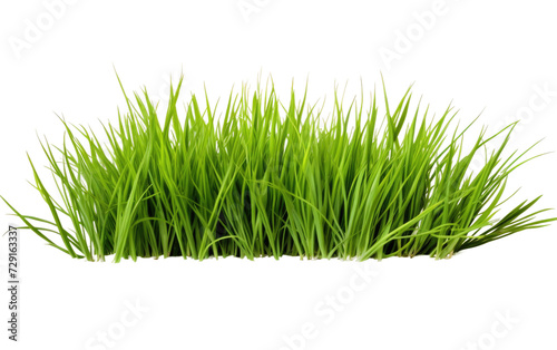 Rye grass on a White or Clear Surface PNG Transparent Background