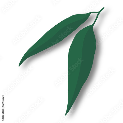 Australian Gum Leaves Illustration 