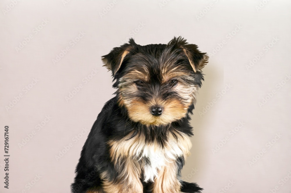 Cute smart dog pet posing on background