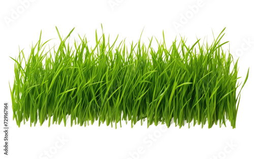 Augustine Grass on a White or Clear Surface PNG Transparent Background